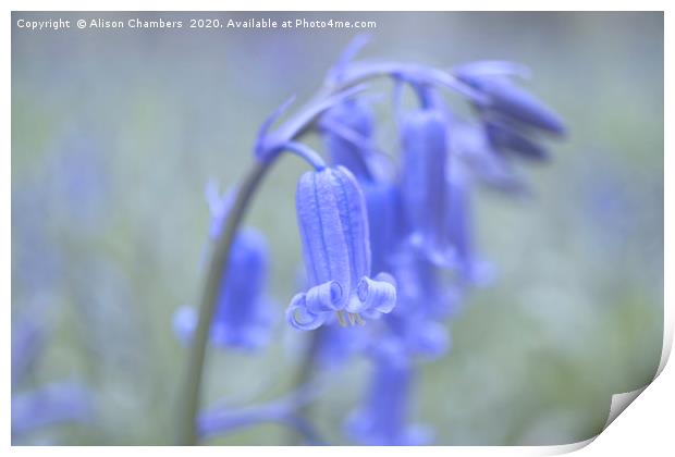 Bluebell Flowers Print by Alison Chambers