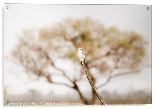 Black-shouldered Kite  Acrylic by Chris Rabe