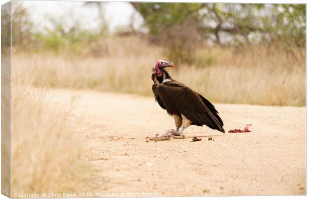 Lappet-Faced Vulture with roadkill Canvas Print by Chris Rabe