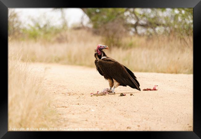 Lappet-Faced Vulture with roadkill Framed Print by Chris Rabe