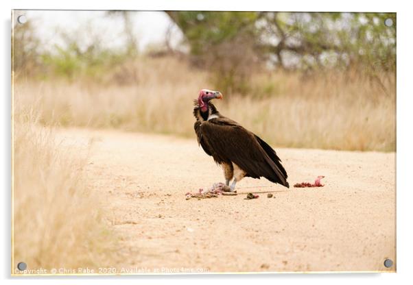 Lappet-Faced Vulture with roadkill Acrylic by Chris Rabe