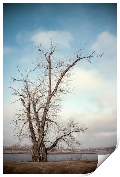 Bare Tree Print by Svetlana Sewell