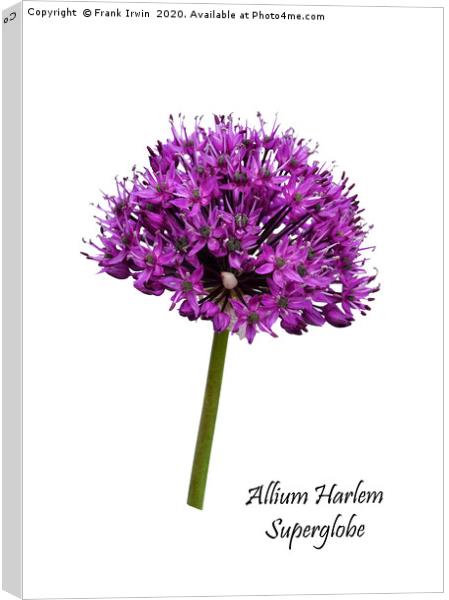 Allium Haarlem Superglobe Canvas Print by Frank Irwin