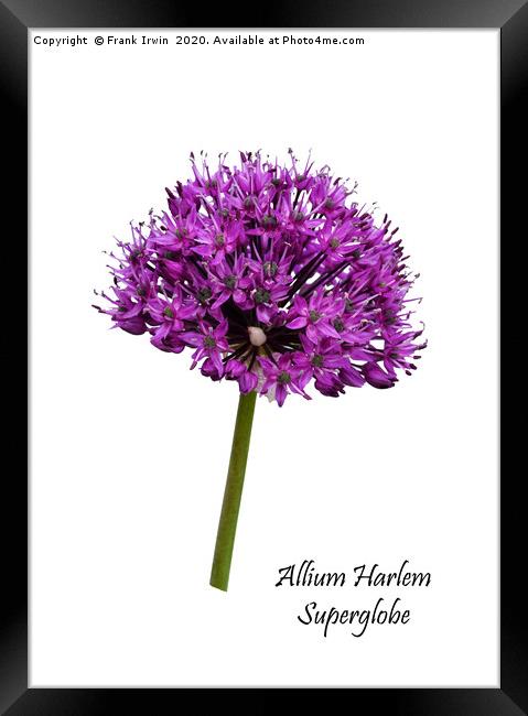 Allium Haarlem Superglobe Framed Print by Frank Irwin