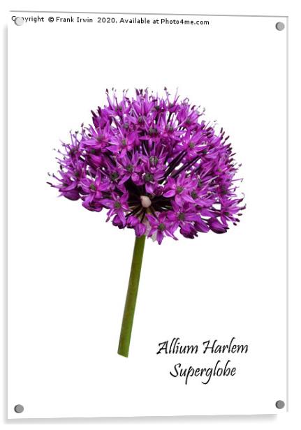 Allium Haarlem Superglobe Acrylic by Frank Irwin