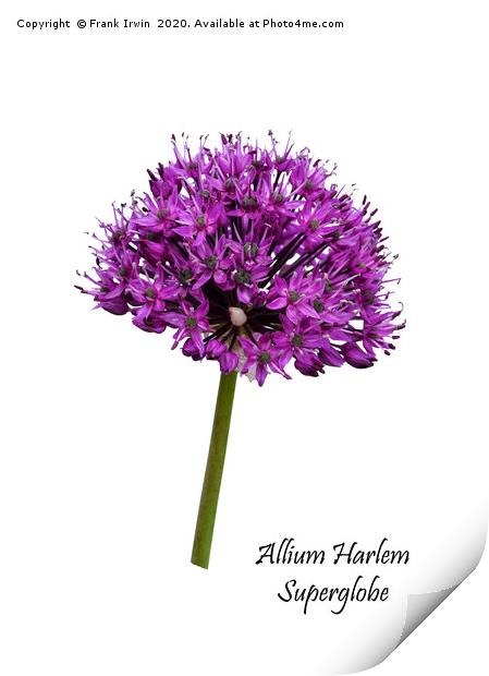 Allium Haarlem Superglobe Print by Frank Irwin