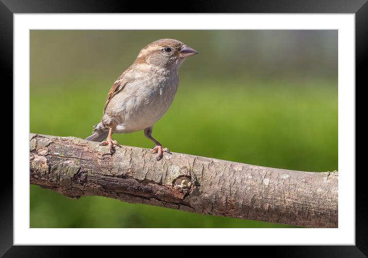 Female House Sparrow Framed Mounted Print by Jonathan Thirkell