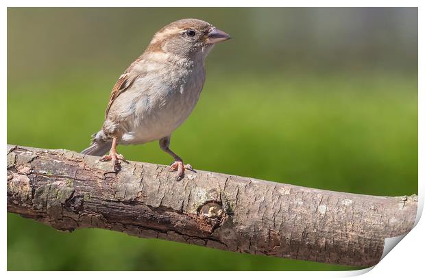 Female House Sparrow Print by Jonathan Thirkell
