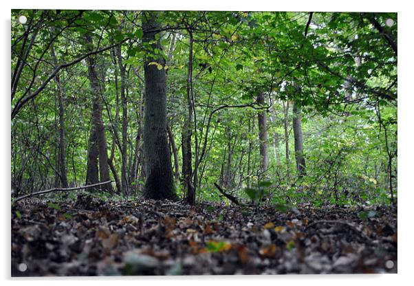 Woodland Floor Acrylic by Daniel Gray