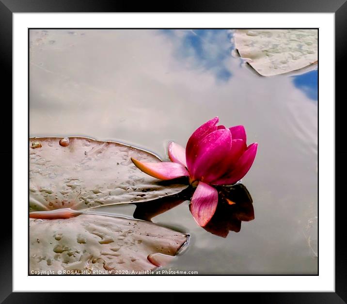 "Raindrops on Lily pad 2" Framed Mounted Print by ROS RIDLEY