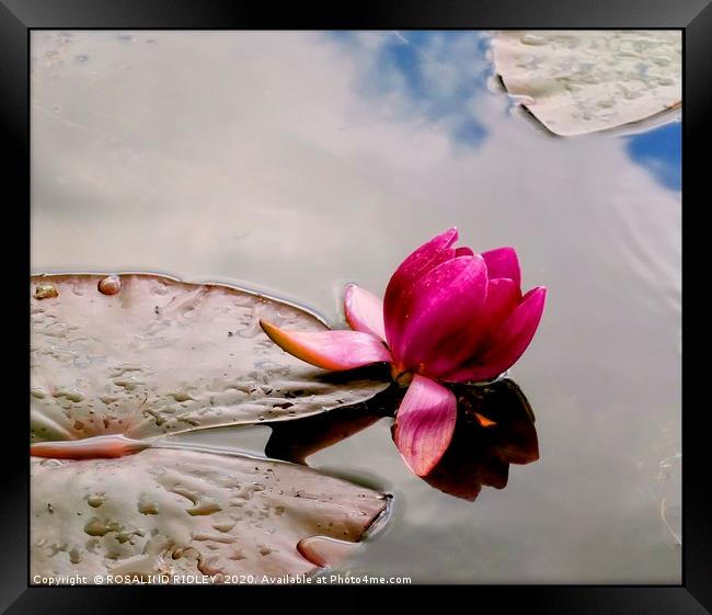 "Raindrops on Lily pad 2" Framed Print by ROS RIDLEY