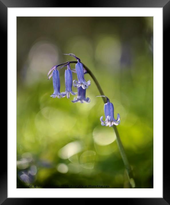 sunlit bluebell Framed Mounted Print by Simon Johnson