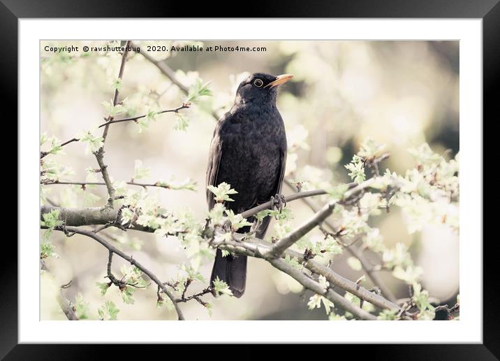Dreamy Blackbird Framed Mounted Print by rawshutterbug 