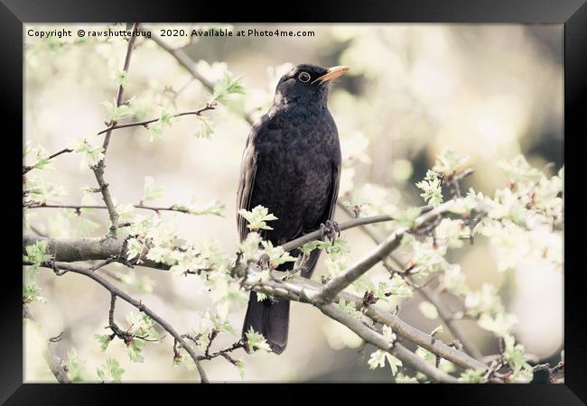 Dreamy Blackbird Framed Print by rawshutterbug 