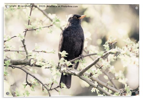 Dreamy Blackbird Acrylic by rawshutterbug 