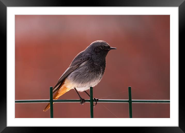 Black Redstart bird standing on a fence. Framed Mounted Print by Anahita Daklani-Zhelev
