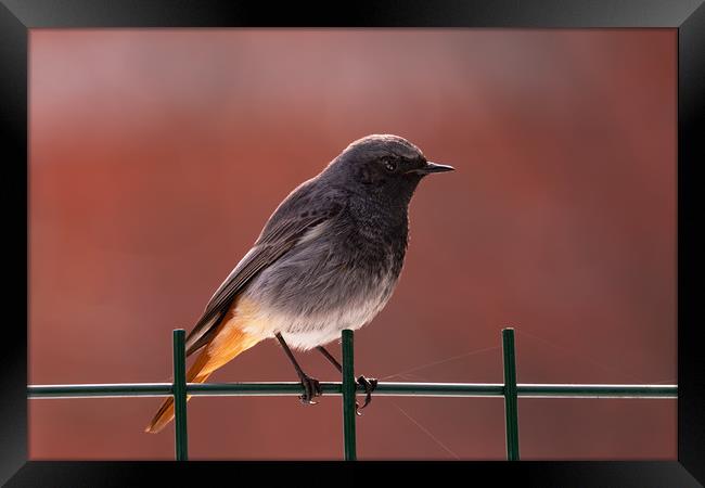 Black Redstart bird standing on a fence. Framed Print by Anahita Daklani-Zhelev