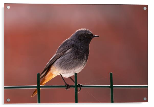 Black Redstart bird standing on a fence. Acrylic by Anahita Daklani-Zhelev