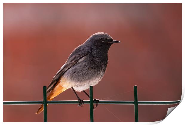Black Redstart bird standing on a fence. Print by Anahita Daklani-Zhelev