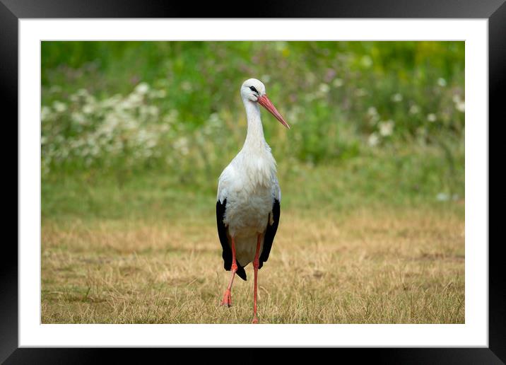 White stork bird (Ciconia ciconia) Framed Mounted Print by Anahita Daklani-Zhelev