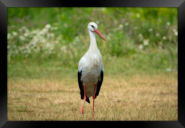 White stork bird (Ciconia ciconia) Framed Print by Anahita Daklani-Zhelev