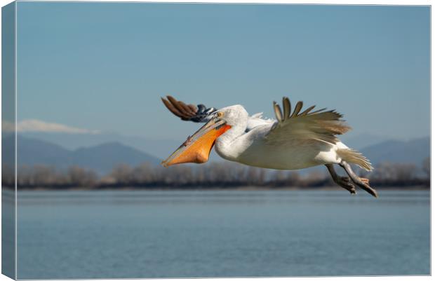 Pelican bird flying with fish in it's beak Canvas Print by Anahita Daklani-Zhelev