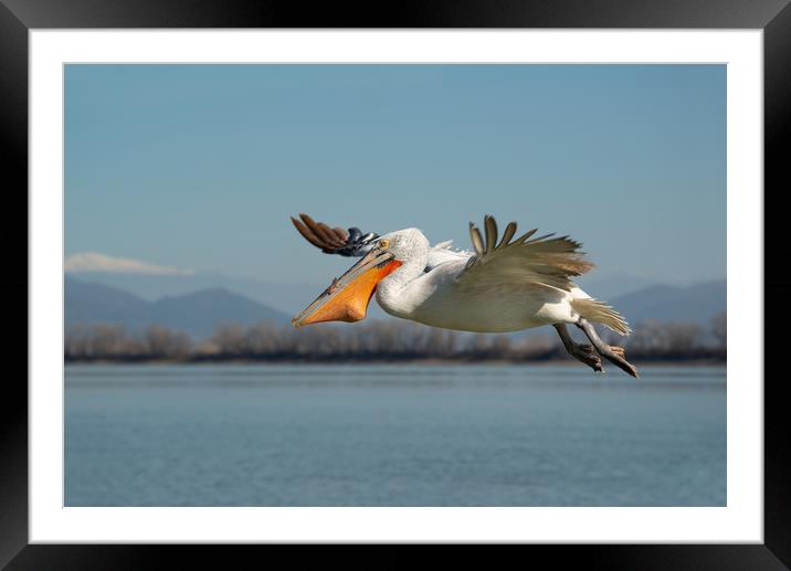 Pelican bird flying with fish in it's beak Framed Mounted Print by Anahita Daklani-Zhelev