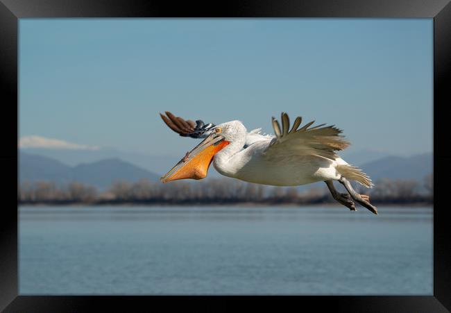 Pelican bird flying with fish in it's beak Framed Print by Anahita Daklani-Zhelev