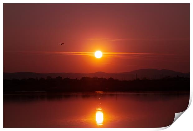 Beautiful sunset over a lake with flying bird. Print by Anahita Daklani-Zhelev