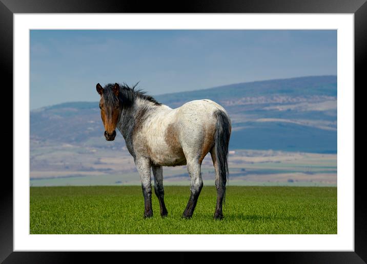 Beautiful wild gray horse standing on green grass Framed Mounted Print by Anahita Daklani-Zhelev