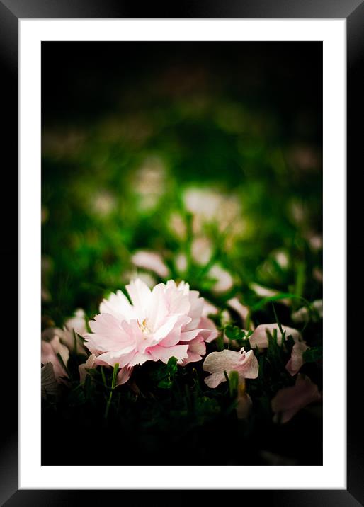 Fallen Cherry Blossom of Spring... Framed Mounted Print by K. Appleseed.