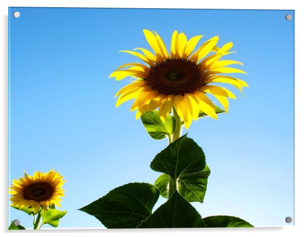 Simply sunflowers Acrylic by Martin Smith