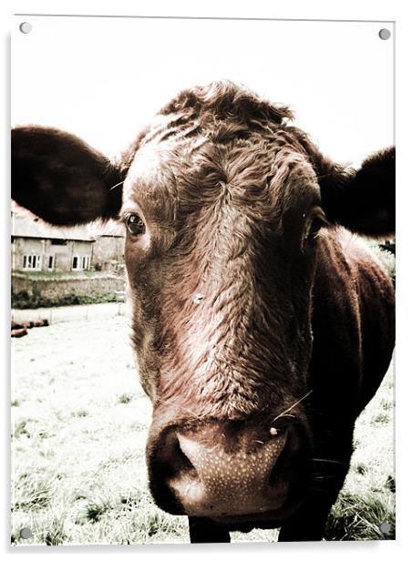 Moo Cow With big Sad eyes. Acrylic by K. Appleseed.