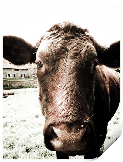 Moo Cow With big Sad eyes. Print by K. Appleseed.