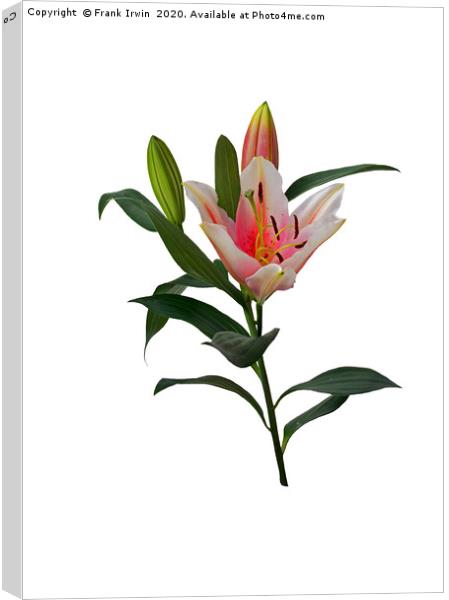 Pink and White Lily Canvas Print by Frank Irwin