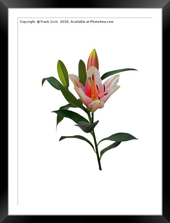 Pink and White Lily Framed Mounted Print by Frank Irwin