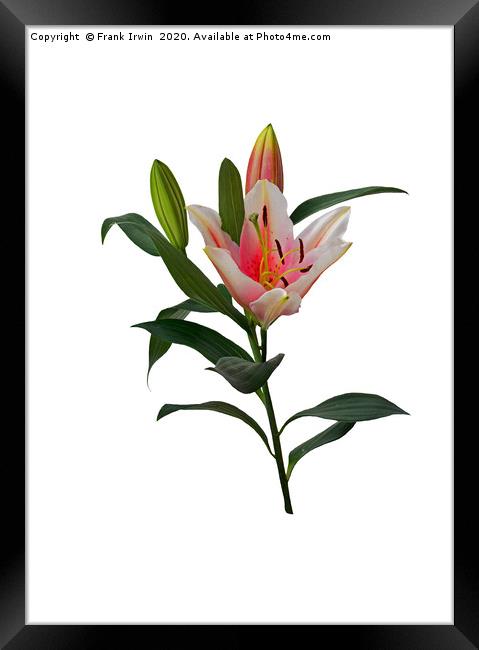 Pink and White Lily Framed Print by Frank Irwin