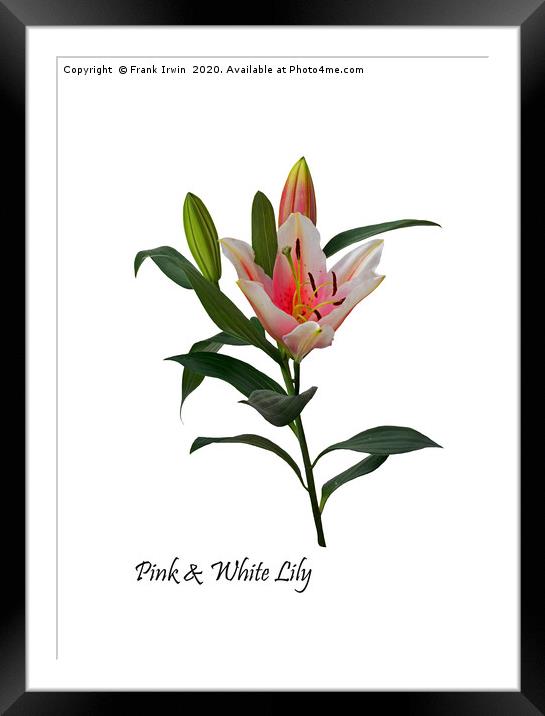 Pink and White Lily Framed Mounted Print by Frank Irwin