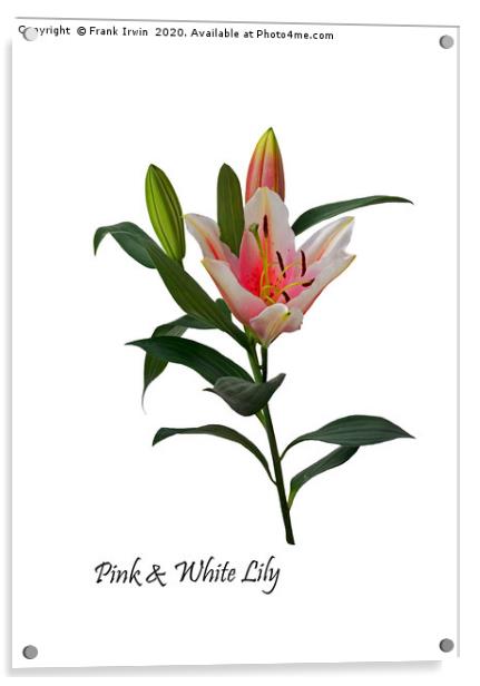 Pink and White Lily Acrylic by Frank Irwin