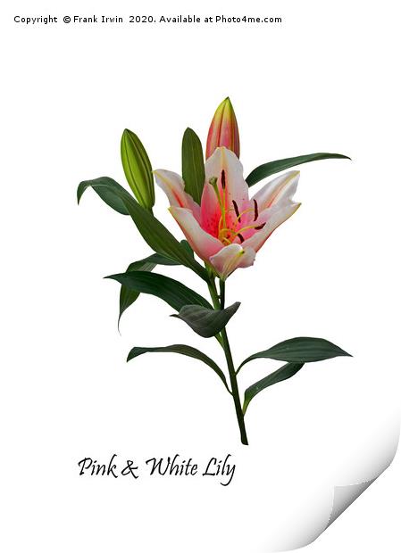 Pink and White Lily Print by Frank Irwin