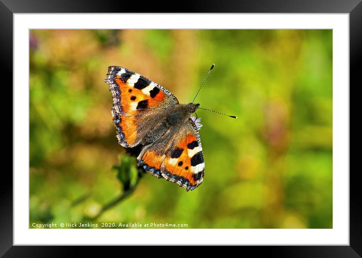 Small tortoiseshell butterfly Aglais urticae Framed Mounted Print by Nick Jenkins