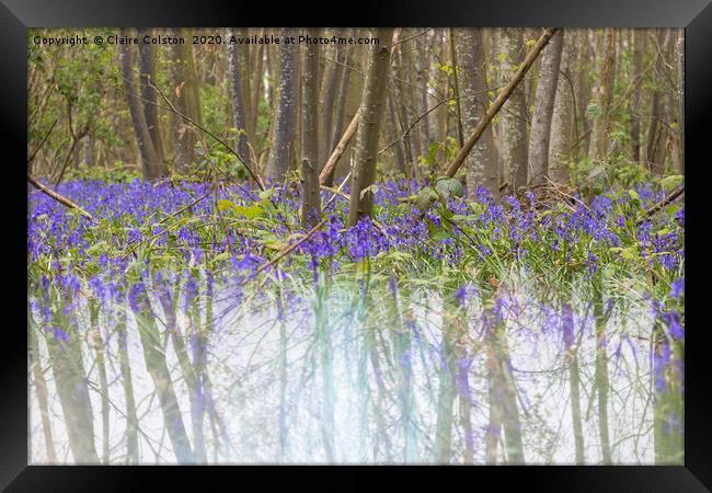 Bluebell Framed Print by Claire Colston