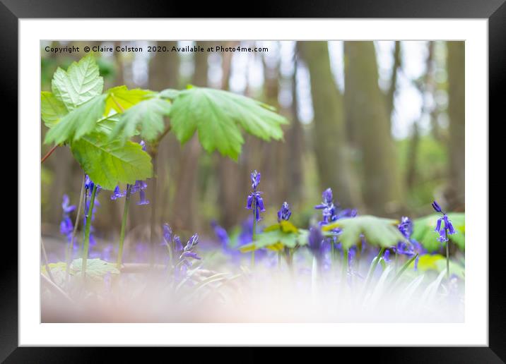 Bluebells Framed Mounted Print by Claire Colston