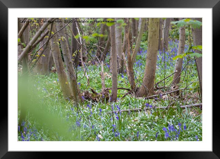 Bluebells Framed Mounted Print by Claire Colston