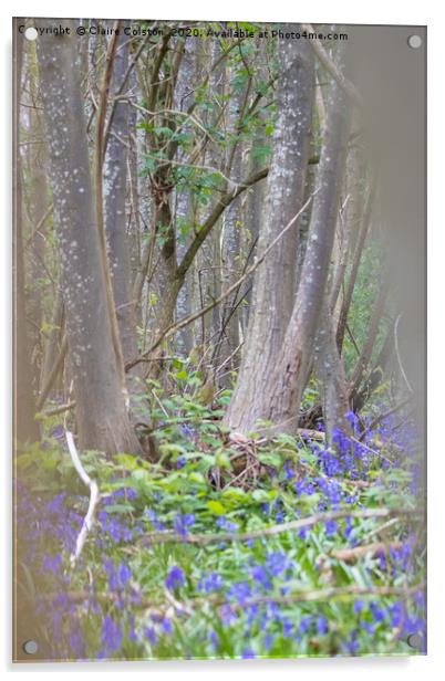 Bluebells Acrylic by Claire Colston
