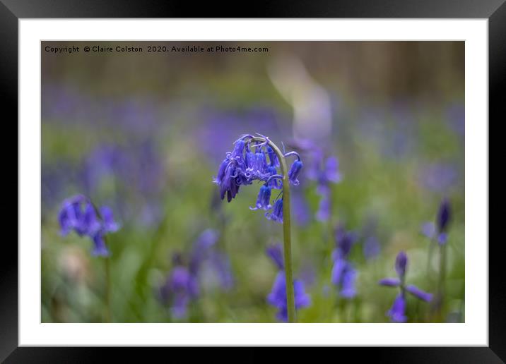 Lone Bluebell Framed Mounted Print by Claire Colston