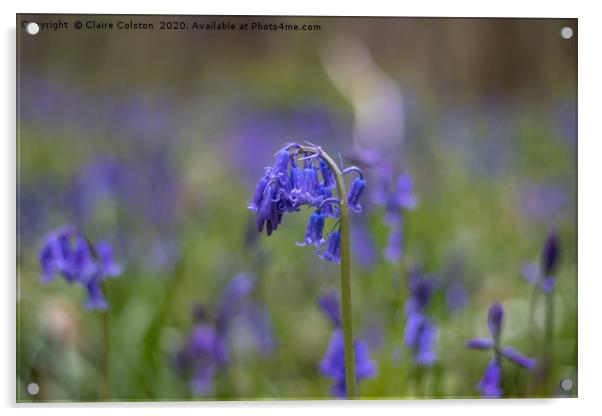Lone Bluebell Acrylic by Claire Colston