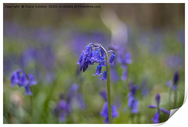 Lone Bluebell Print by Claire Colston