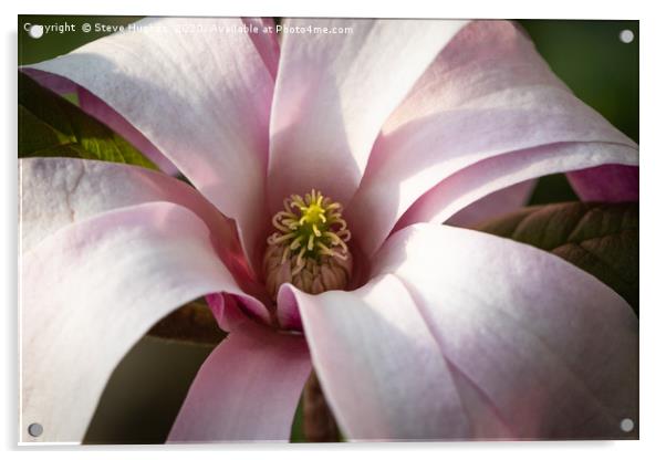 Magnificent Magnolia flower Acrylic by Steve Hughes