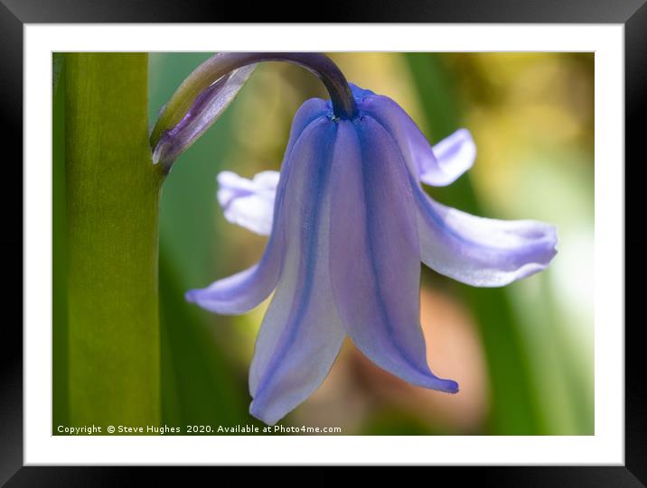 Single Bluebell flower Framed Mounted Print by Steve Hughes